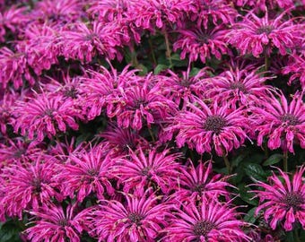 May include: A close-up of vibrant pink bee balm flowers in full bloom. The flowers have a spiky, star-like appearance with dark centers, set against a backdrop of green foliage. The image showcases a dense cluster of these eye-catching blooms.