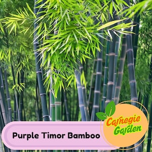 50 Purple Timor Bamboo Seeds Privacy Garden Clumping Exotic Seeds