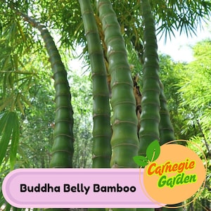 50 Buddha Belly Bamboo Seeds Privacy Garden Clumping Exotic Seeds