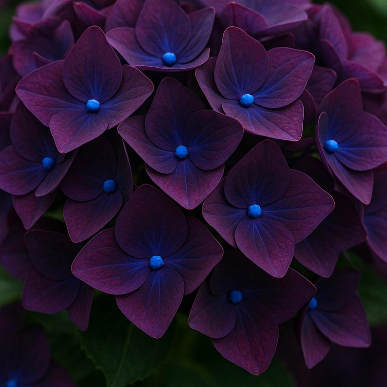5 semillas de flores perennes de hortensia de color morado oscuro imagen 1