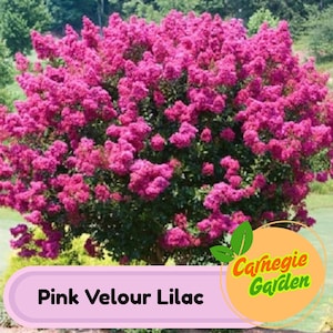 Early Blooming Pink Velour Lilac Seeds – Heirloom Shrub, Fragrant and Beautiful Blooms, Early Spring Flowering | 25 Seeds