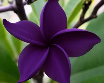 5 semillas de plantas perennes hawaianas de plumeria lei de color púrpura oscuro