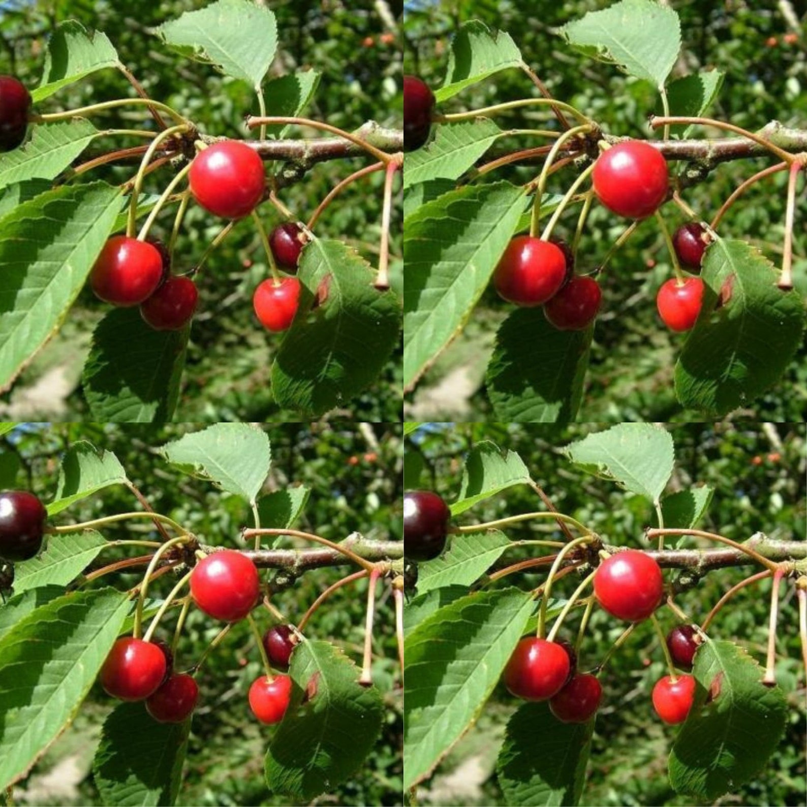 Prunus Avium Fruiting Cherry Tree Seeds For Planting Get 5 Etsy