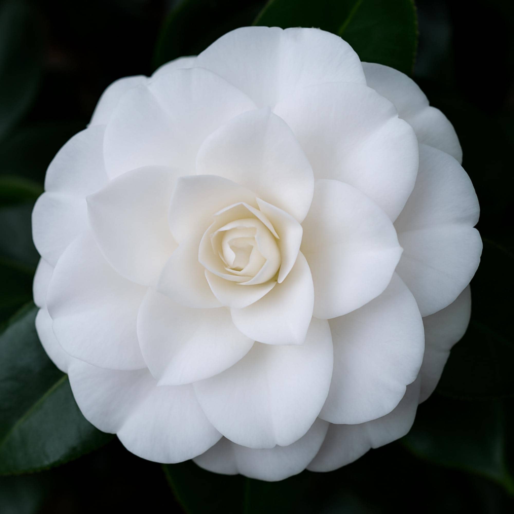 Camellia Nuccio S Gem
