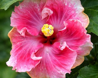 Colorful C'est Bon Cajun Hardy Hibiscus Live Plants