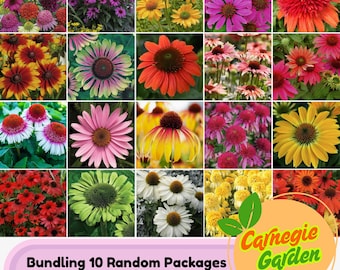 Echinacea Flower Seeds: 10-Pack Random Rare Coneflower Varieties (500 Seeds)