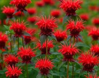 May include: A field of vibrant red bee balm flowers in full bloom. The flowers have a spiky, star-like appearance and are surrounded by green foliage. The image is a close-up shot, highlighting the texture and color of the flowers.