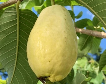 Egyptian Yellow Guava Seeds – Rare Tropical Fruit, Non-GMO (50+ Seeds)