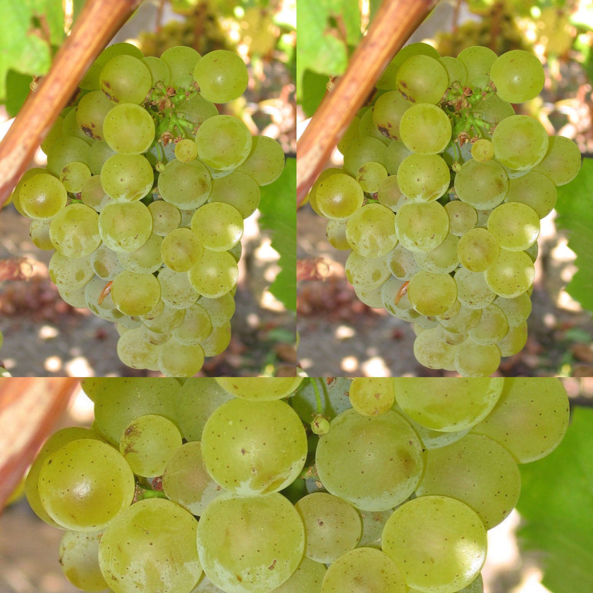 Vitis Vinifera Chardonnay Wine Grape Seeds Get 5 Seeds CNG11 Etsy