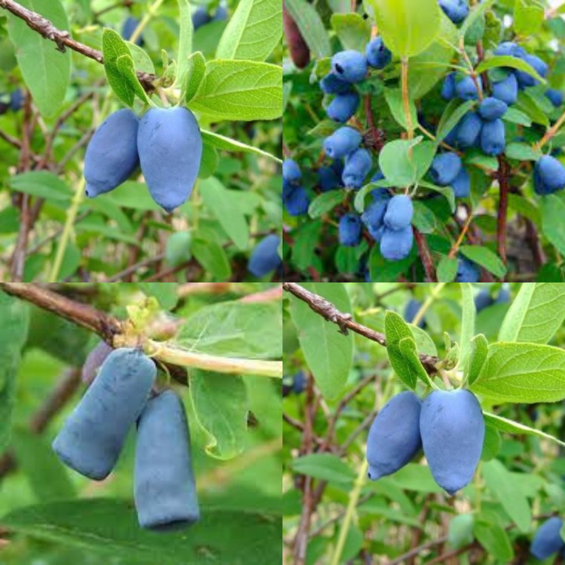 Honey Berry Lonicera Caerulea Edulis Fruit Seeds For Planting Etsy
