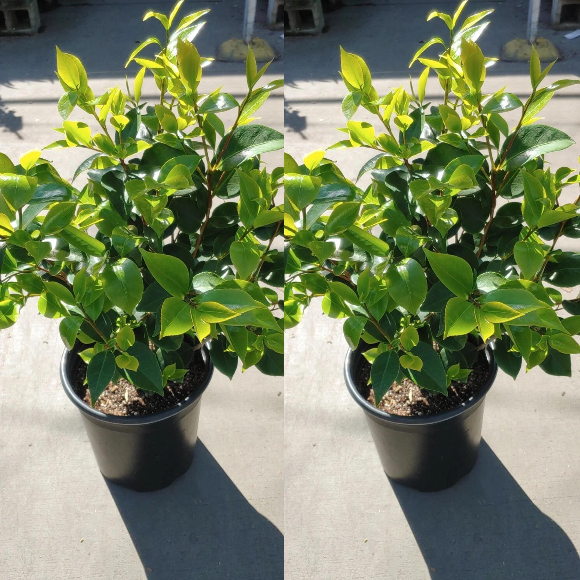 Kramer's Supreme Camellia Japonica: Fragrant Red Blooms Evergreen