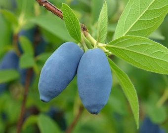 5 Rare Honeyberry Lonicera Caerulea Seeds