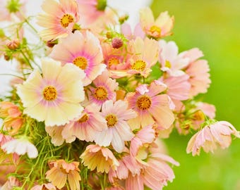 200+ Apricot Lemonade Cosmos Seeds – Unique Pastel Blooms, Rare Heirloom Flower, Pollinator-Friendly, Easy Grow