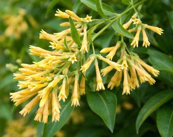 Yellow Night Blooming Jasmine Live Plant