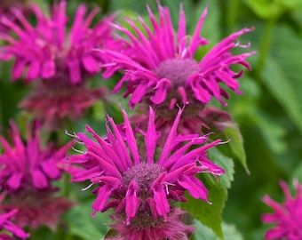 May include: Close-up of vibrant pink bee balm flowers in full bloom. The flowers have a unique, spiky appearance with a darker center, set against a backdrop of green foliage. The image highlights the intricate details of the petals and the plant's natural beauty.