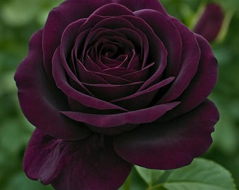 Dark Purple Rose Seeds: Perennial Flower Garden (10 Seeds)