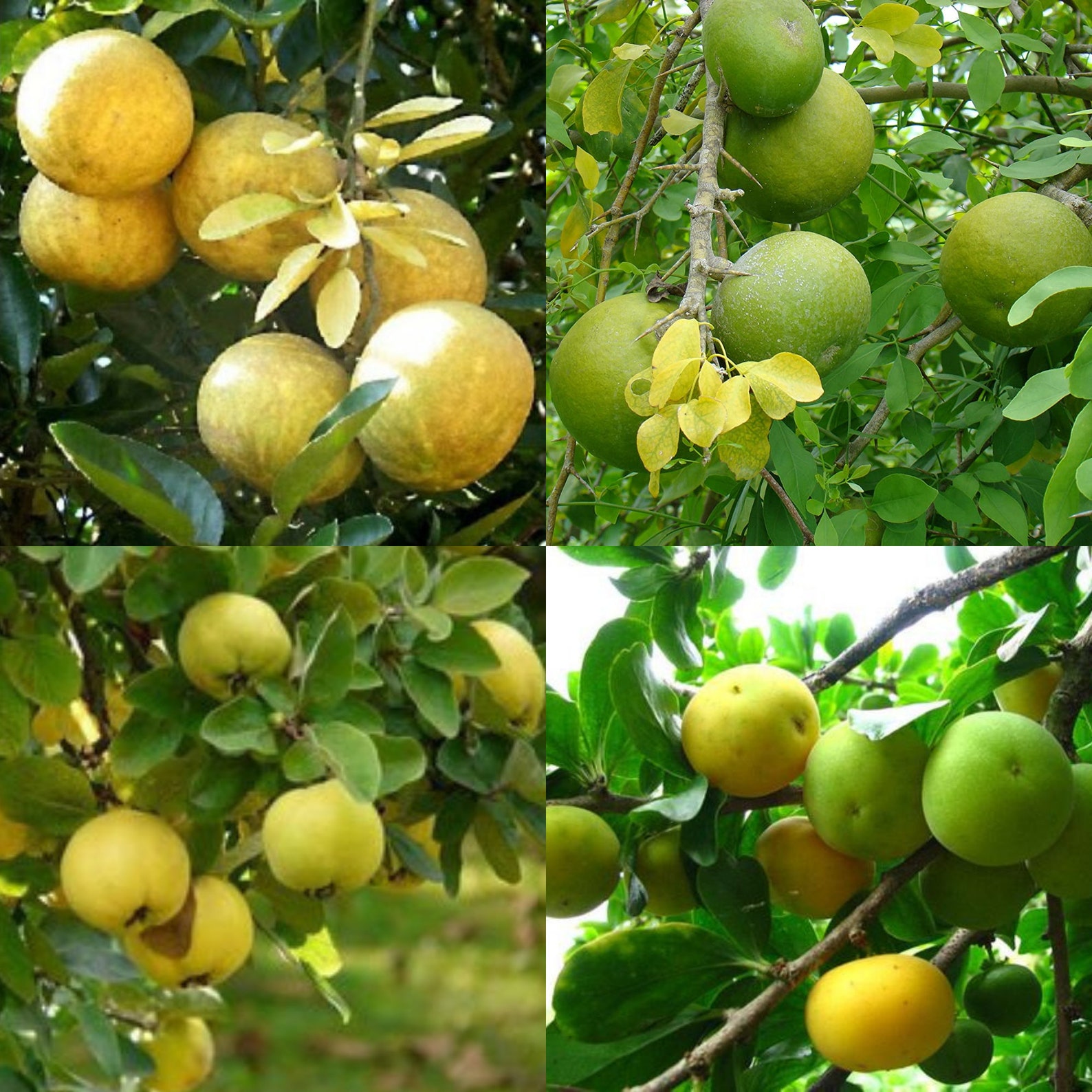 Bengal Quince Aegle Marmelos Tree Seeds For Planting Get 5 Etsy