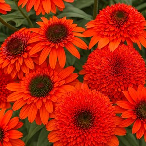 Moab Sunset Coneflower Seeds: Echinacea Perennial Flower (50 Seeds) immagine 1