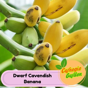 Dwarf Cavendish Banana Trees - Exotic Tropical Fruit Plants