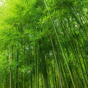 May include: A lush, vibrant image of a bamboo forest. Tall, green bamboo stalks rise towards the sky, with dense foliage creating a canopy overhead. The scene is bathed in natural light, highlighting the fresh green color of the bamboo.