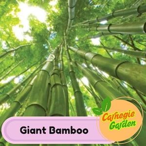 50 Giant Bamboo Seeds Privacy Garden Clumping Exotic Seeds