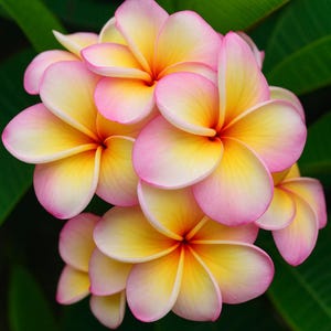 Fragrant Pink Yellow Plumeria Seeds: Exotic Tropical Garden Plant