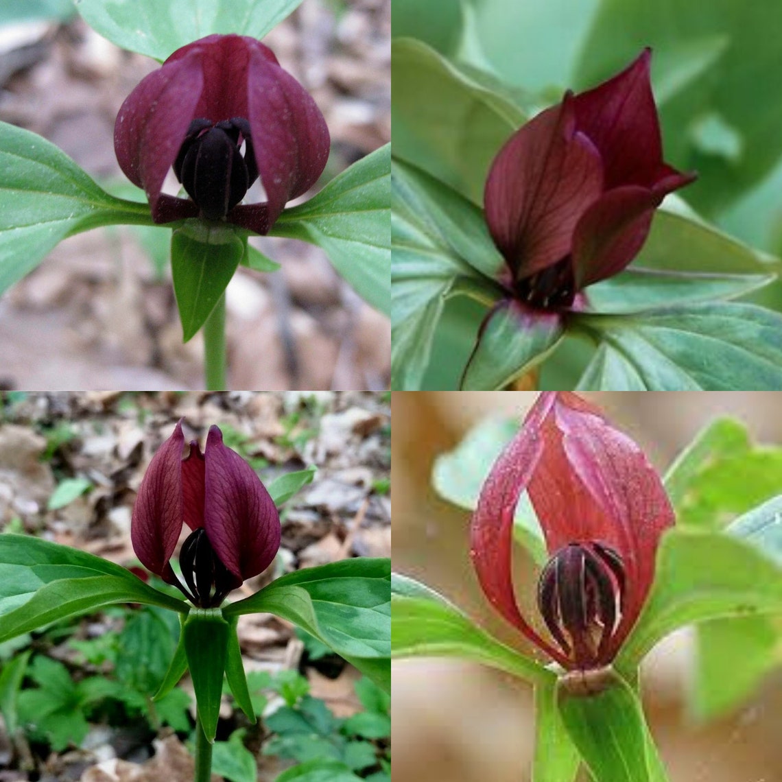 Prairie Trillium Premium Native Woodland Wildflowers For Etsy