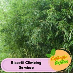 50 Bissetii Bamboo Seeds - Perennial Climbing Garden Privacy Plant