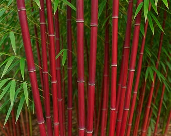 25 Red Bamboo Privacy Garden Shade Exotic Seeds