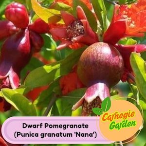 Dwarf Pomegranate ‘Nana’ – Live Fruit Plant, Mini Ornamental Tree, Bonsai-Friendly, Cold Hardy & Edible Fruit