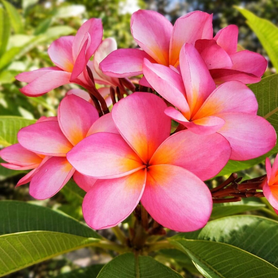 プルメリア Gold Coast cotton Candy カット苗 Cotton Candy Plumeria Cutting 13