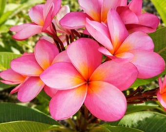 Cotton Candy Plumeria Cutting 13"-15" with 1 tip