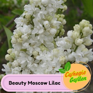 Early Blooming Beauty Moscow Lilac Seeds – Heirloom Shrub, Fragrant and Beautiful Blooms, Early Spring Flowering | 25 Seeds