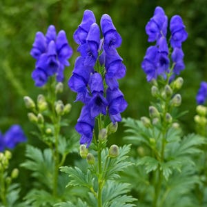 Monkshood Seed - Etsy