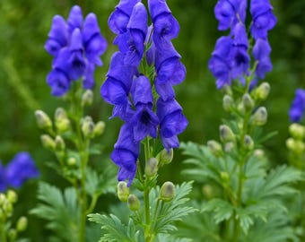 5 Monkshood Aconitum Carmichaelii Flower Seeds