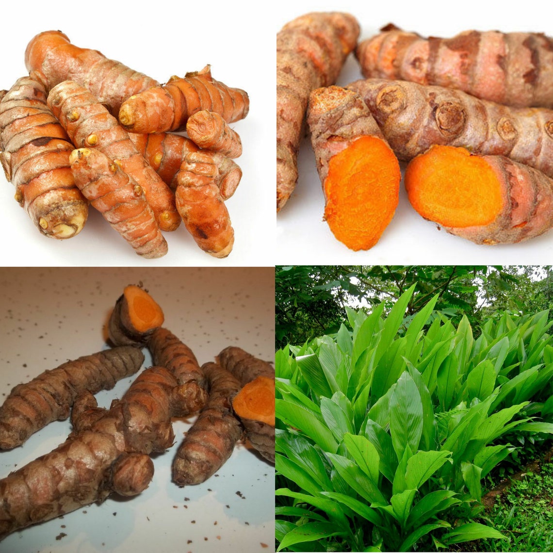 8 Live Turmeric Curcuma Longa Roots To Plant Or Eat CNG07 Etsy