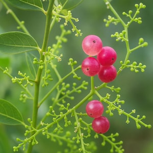 5 Salvadora Persica Tooth Brush Tree Seeds