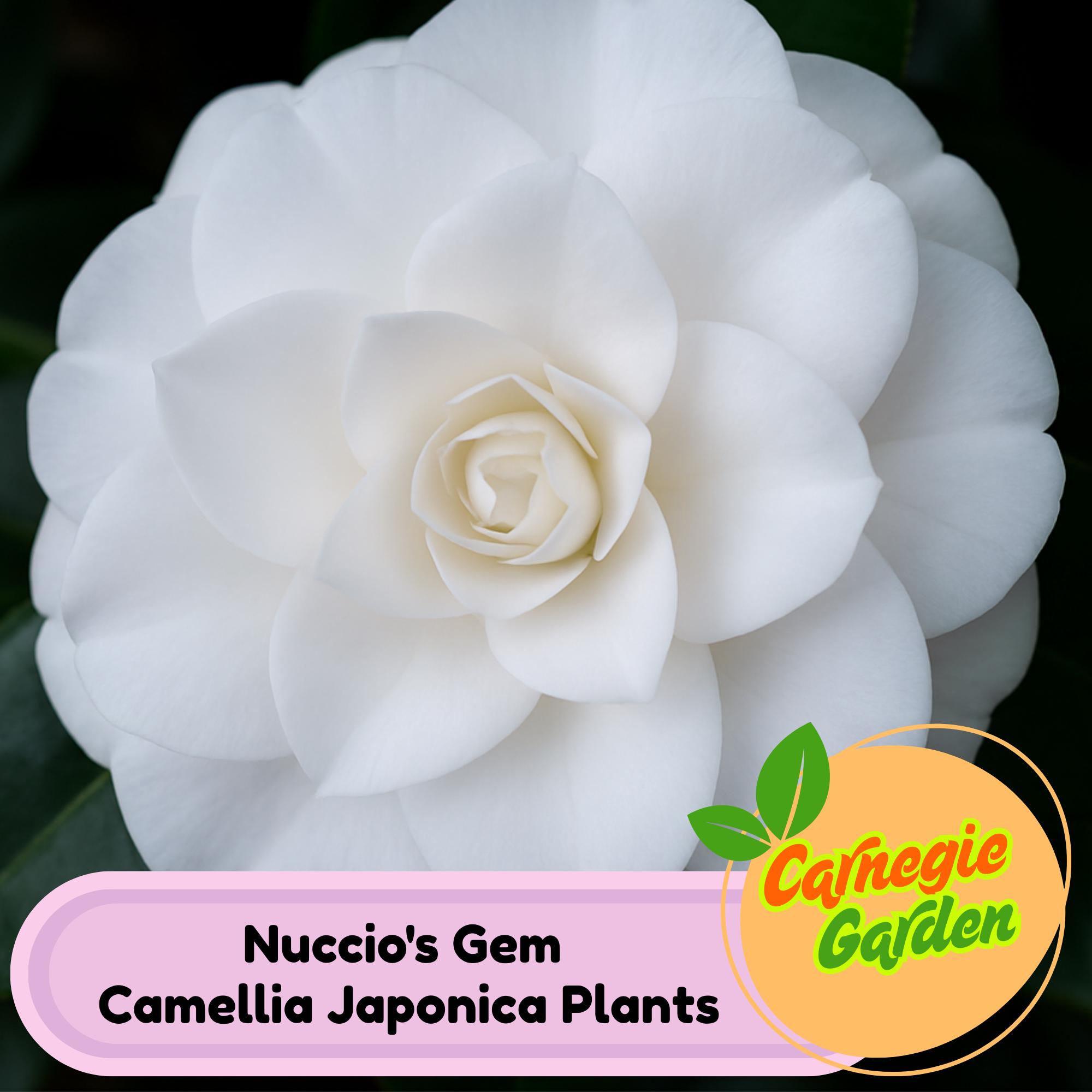 Rare Nuccio's Gem Camellia Japonica Live Plant: White Bloom