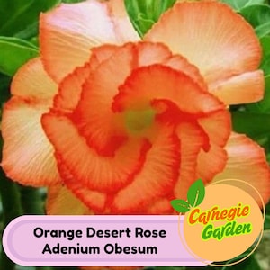 4 Orange Desert Rose Adenium Obesum Perennial Flower Seeds