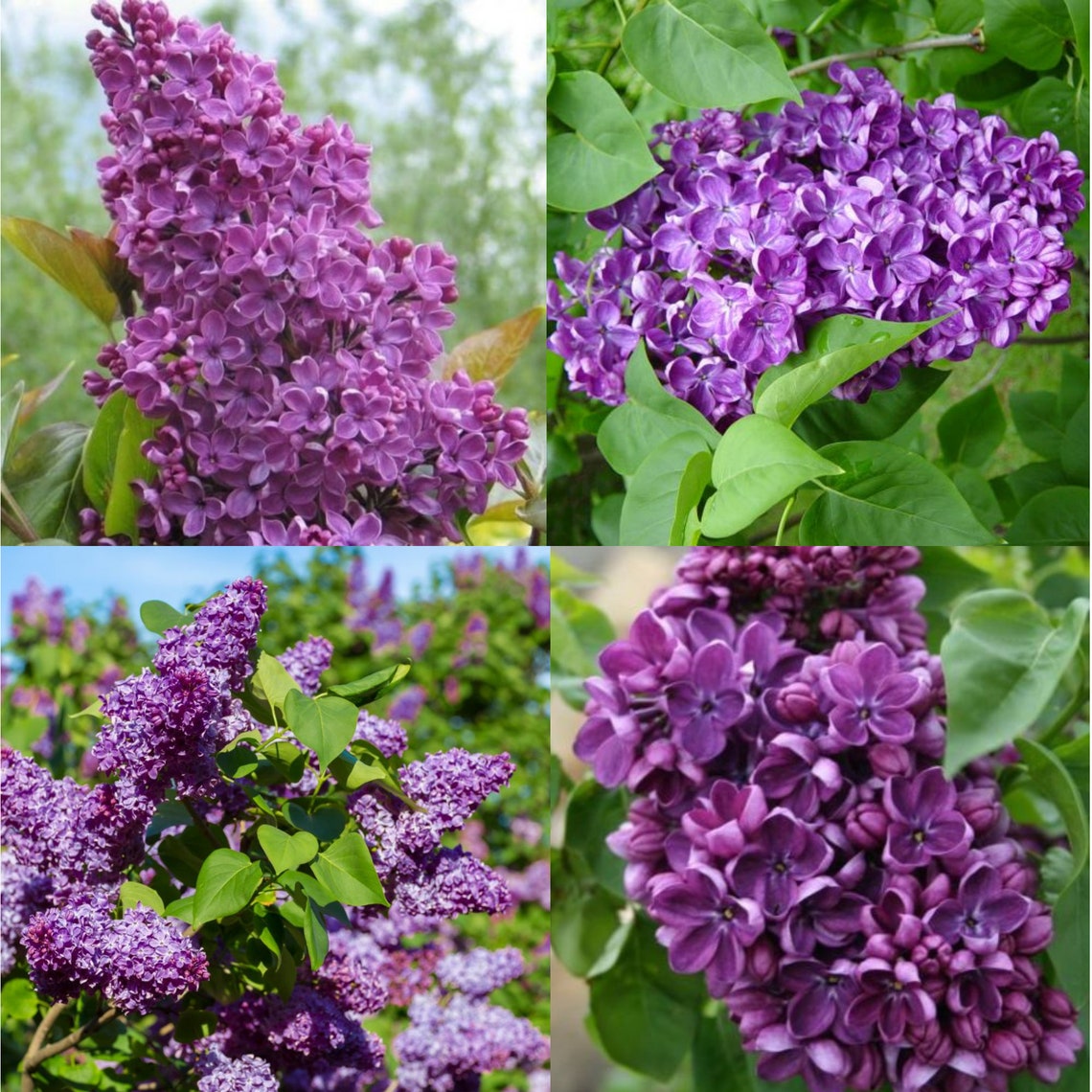 Beautiful Fragrant Purple Lilac Flowers Tree 48 Tall Etsy