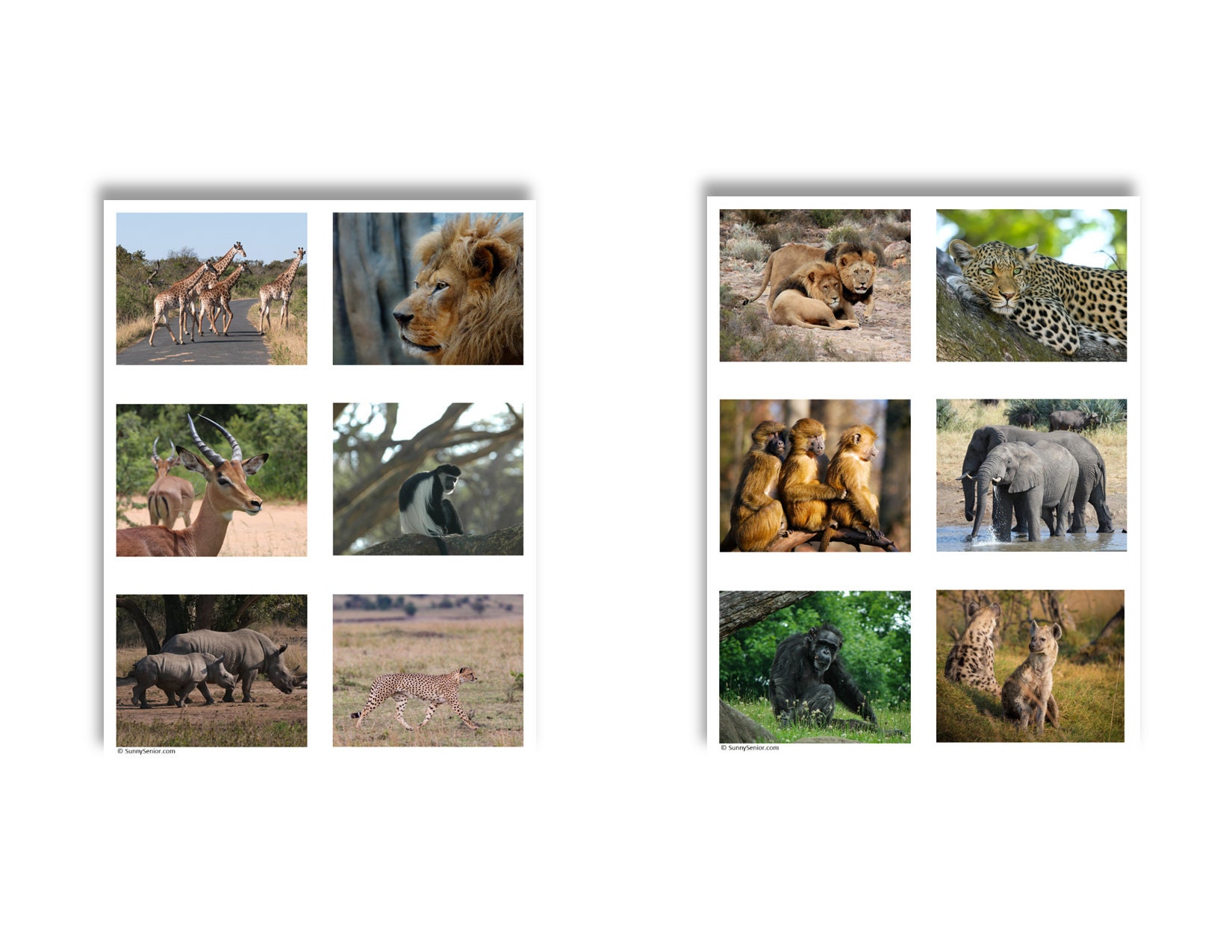 Safari Adventure: Printable Memory & Match Game for Dementia - Etsy