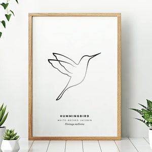 Colibrí // Imprimible de una sola línea pájaro dibujo, arte de pared o postal, descarga instantánea, fondo negro o blanco