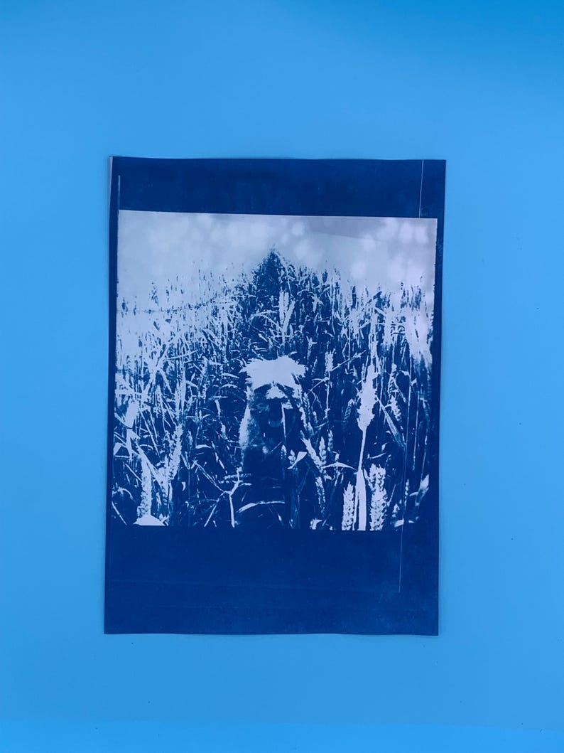 Peut inclure: Une impression cyanotype repr&eacute;sentant un champ de bl&eacute;. L'image est en nuances de bleu et de blanc, avec les &eacute;pis de bl&eacute; bien en &eacute;vidence. L'impression est mont&eacute;e sur un papier bleu fonc&eacute;, cr&eacute;ant un contraste avec le fond bleu clair.