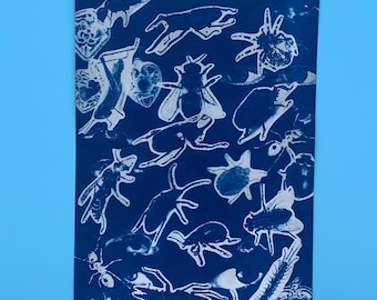 Punaise cyanotype A5
