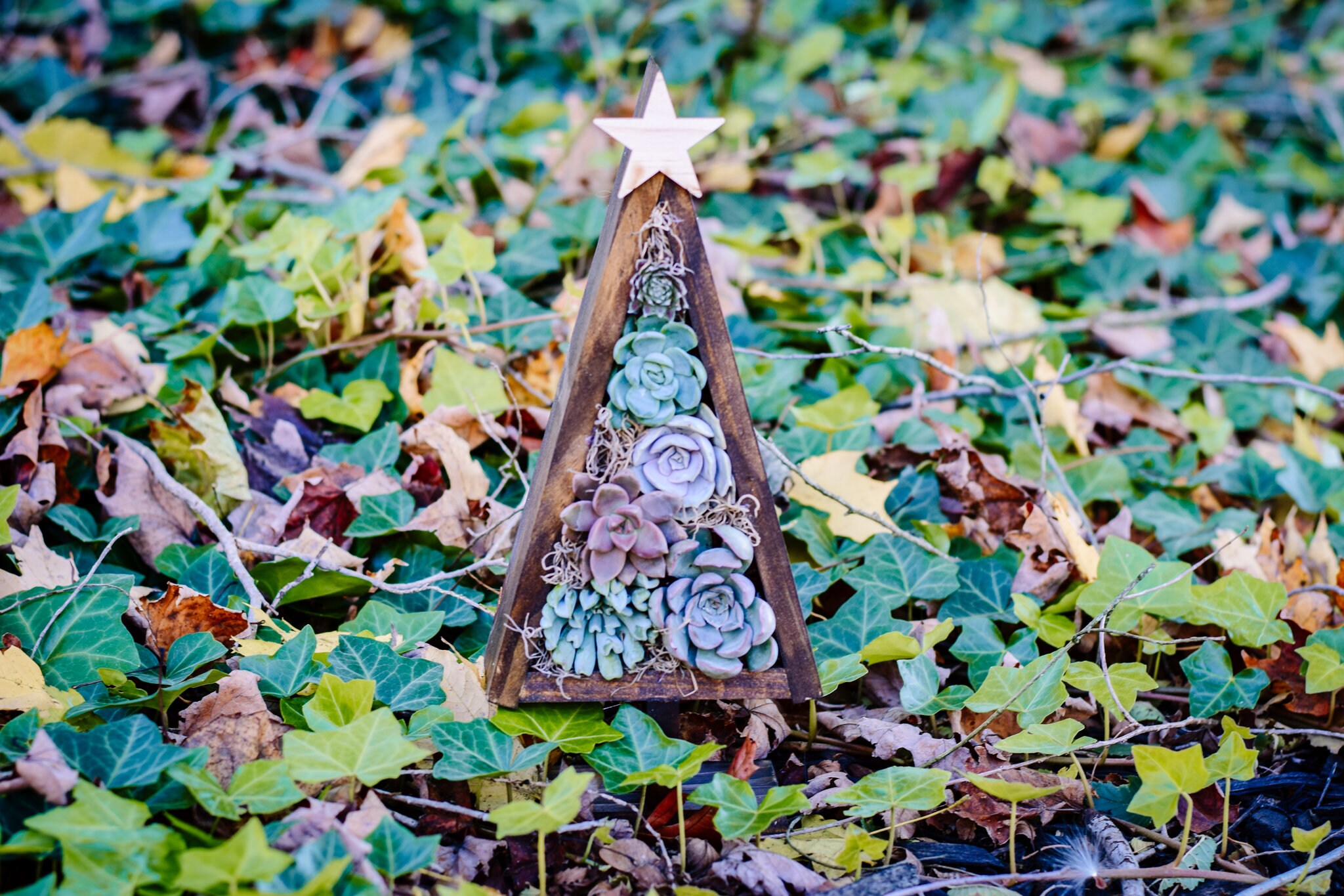 Succulent Christmas Tree Live Succulent Christmas Tree Etsy