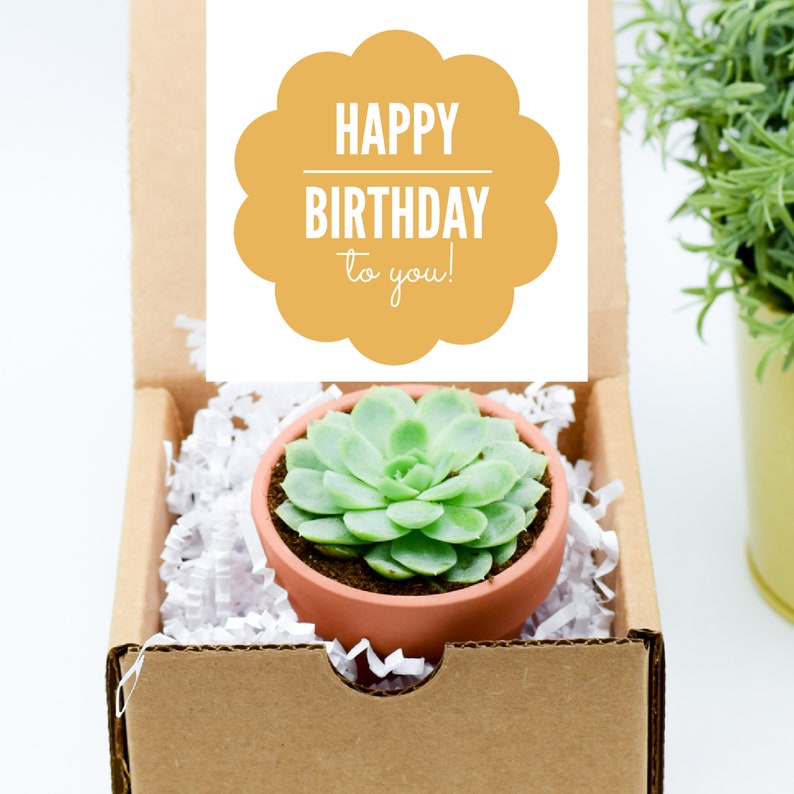 Succulent Gift Box Birthday Gift Box Care Package For Friend Quarantine Birthday Custom Gift Happy Birthday Succulent Gift Friend Gift