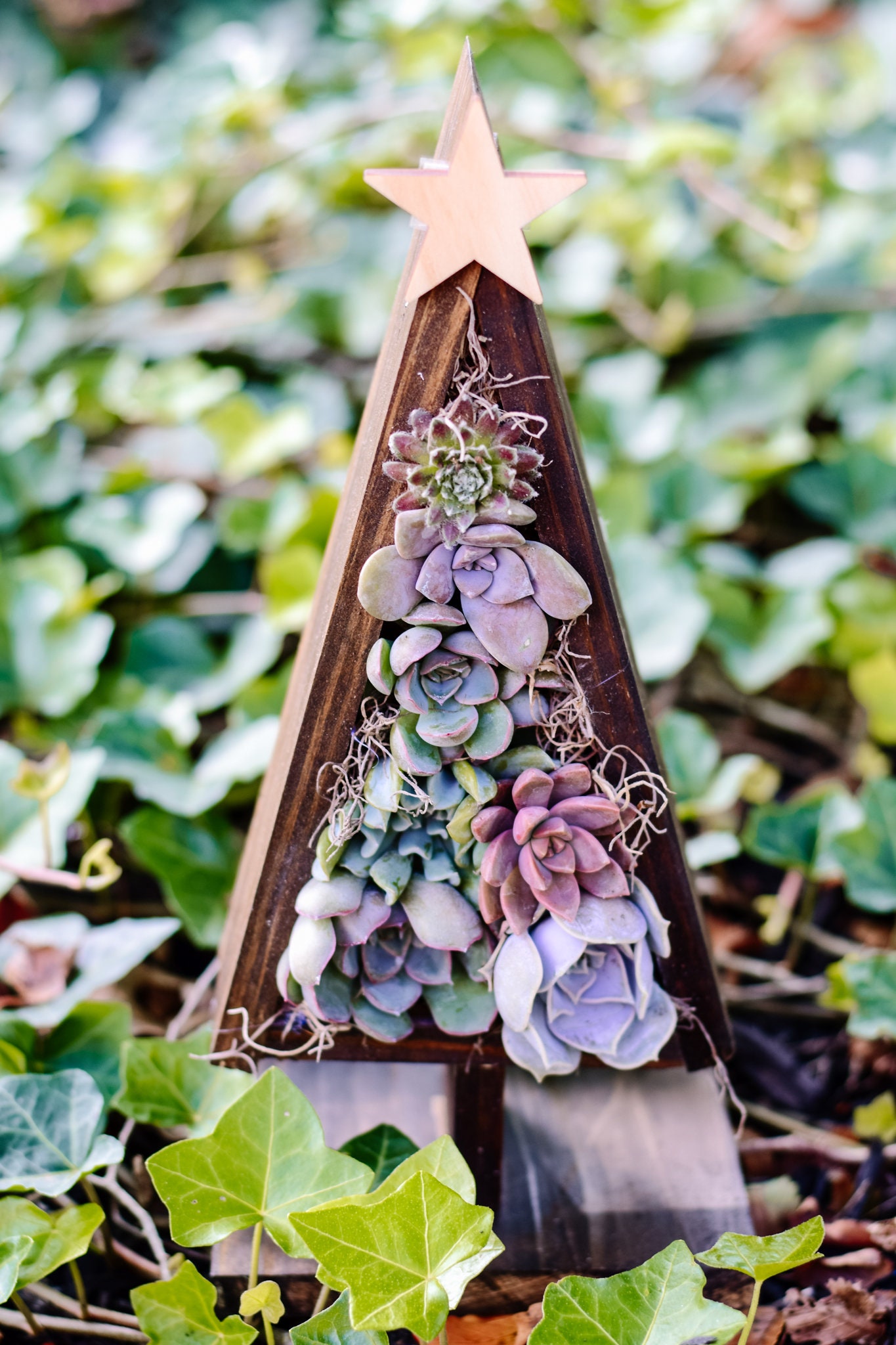 Succulent Christmas Tree Live Succulent Christmas Tree Etsy