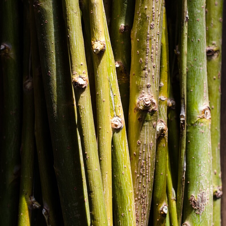 Weeping Willow Growth Chart