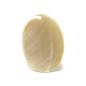 May include: A smooth, oval-shaped, cream-colored shell with a subtle, swirling pattern.