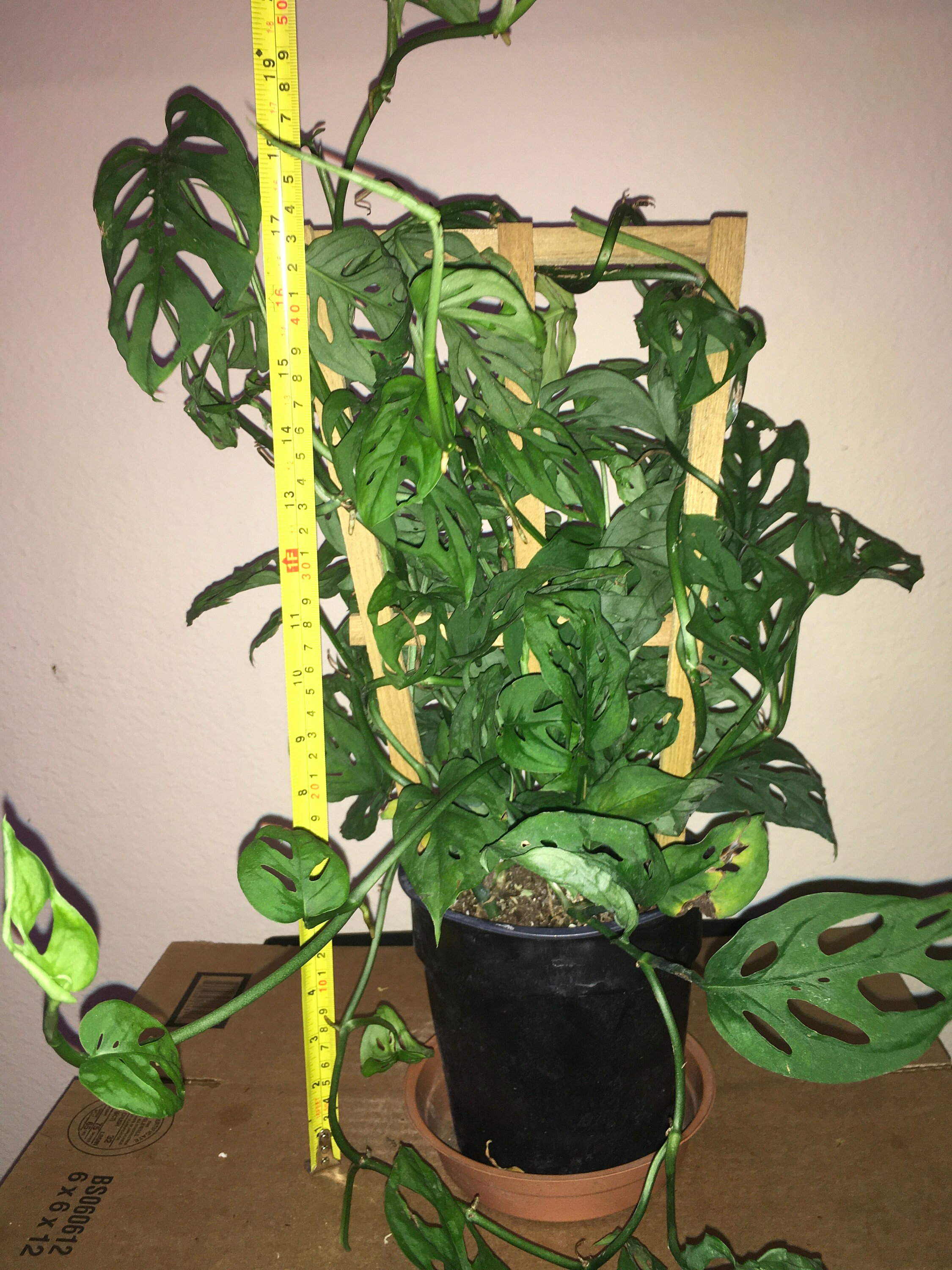 Monstera adansonii on trellis Swiss cheese plant Etsy